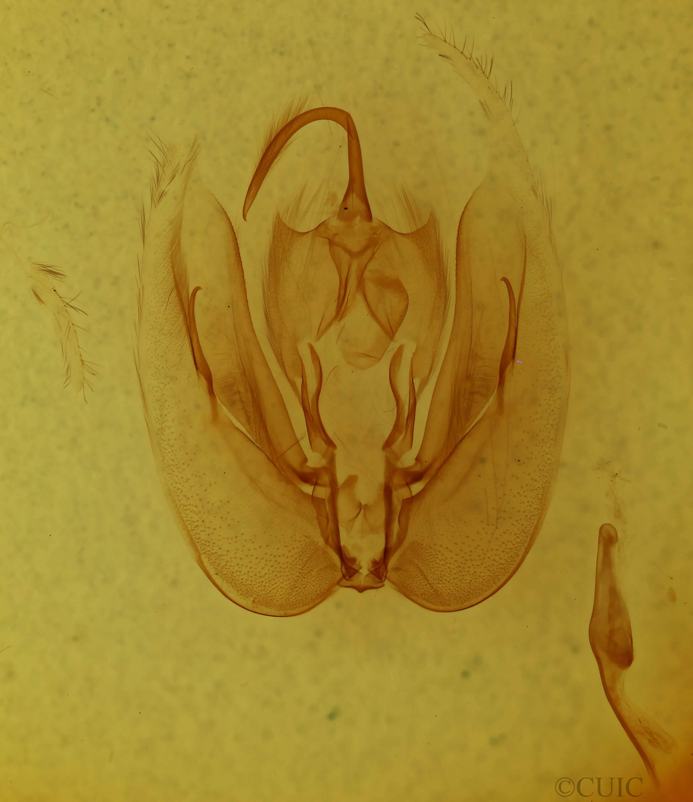 genitalia view of adult Dyops