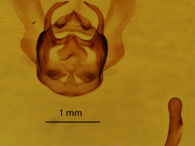 genitalia view of adult Dyscia fagaria