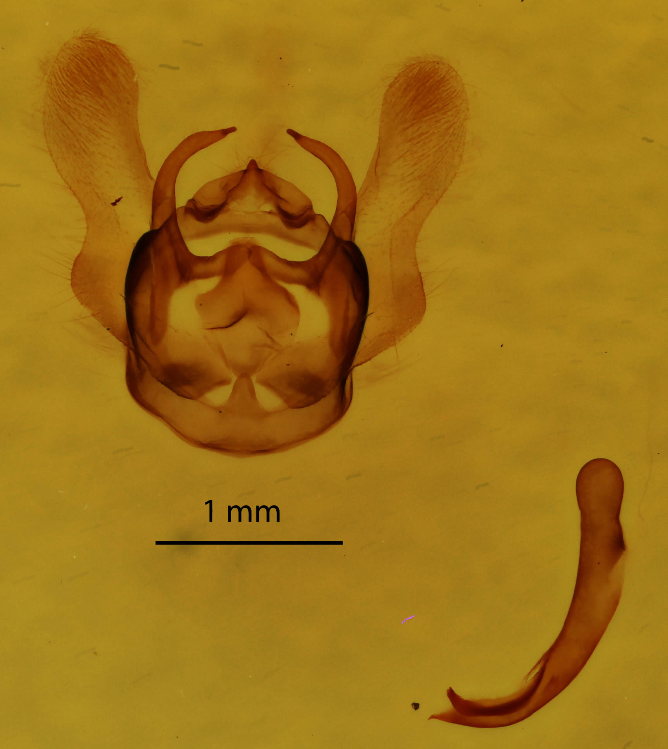 genitalia view of adult Dyscia fagaria