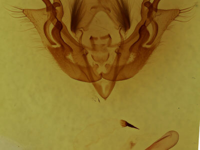 genitalia view of adult Morrisonia latex