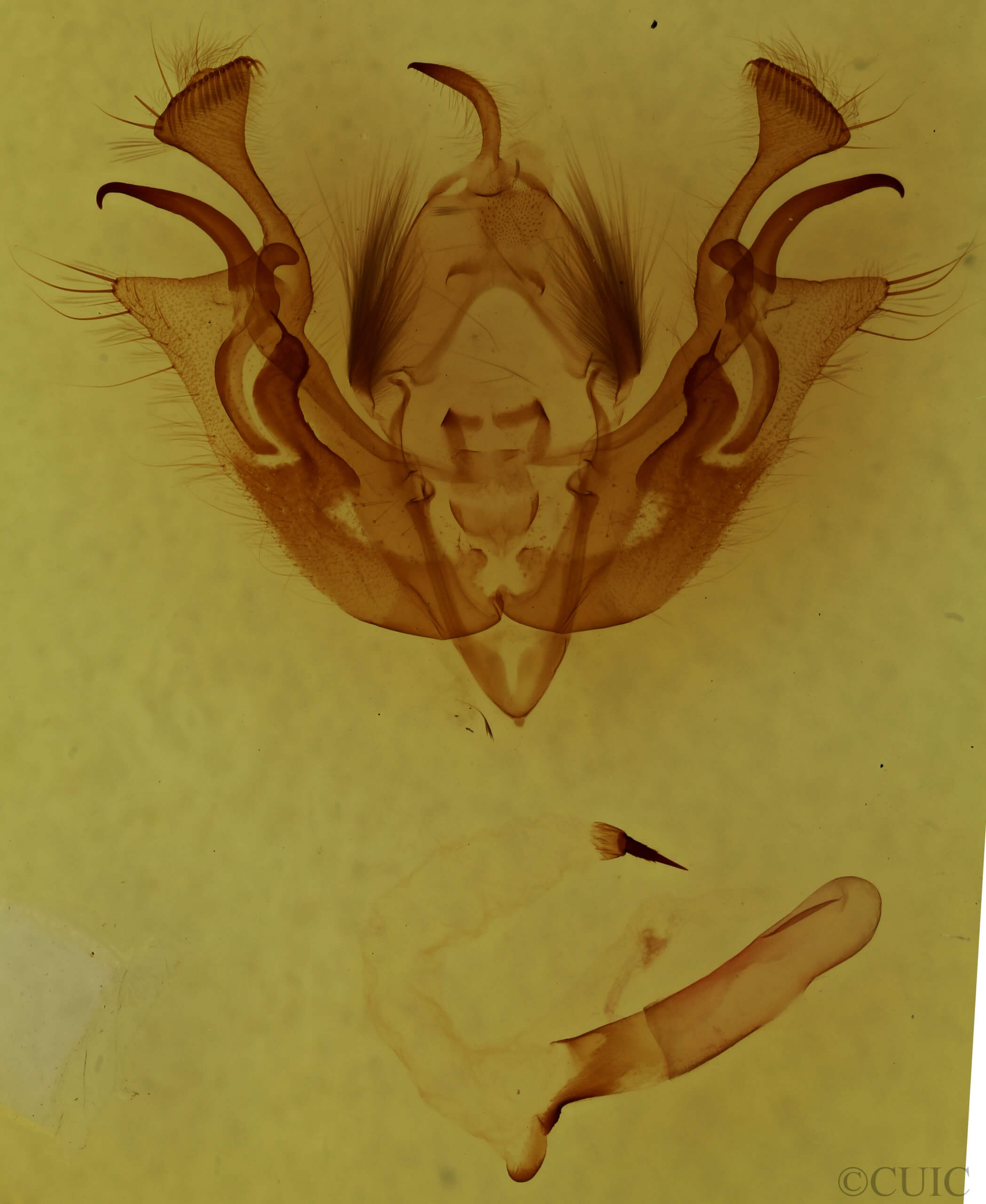 genitalia view of adult Morrisonia latex