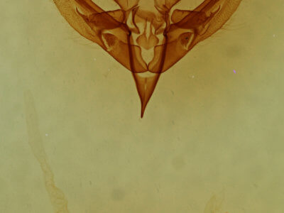 genitalia view of adult Bryolymnia semifascia