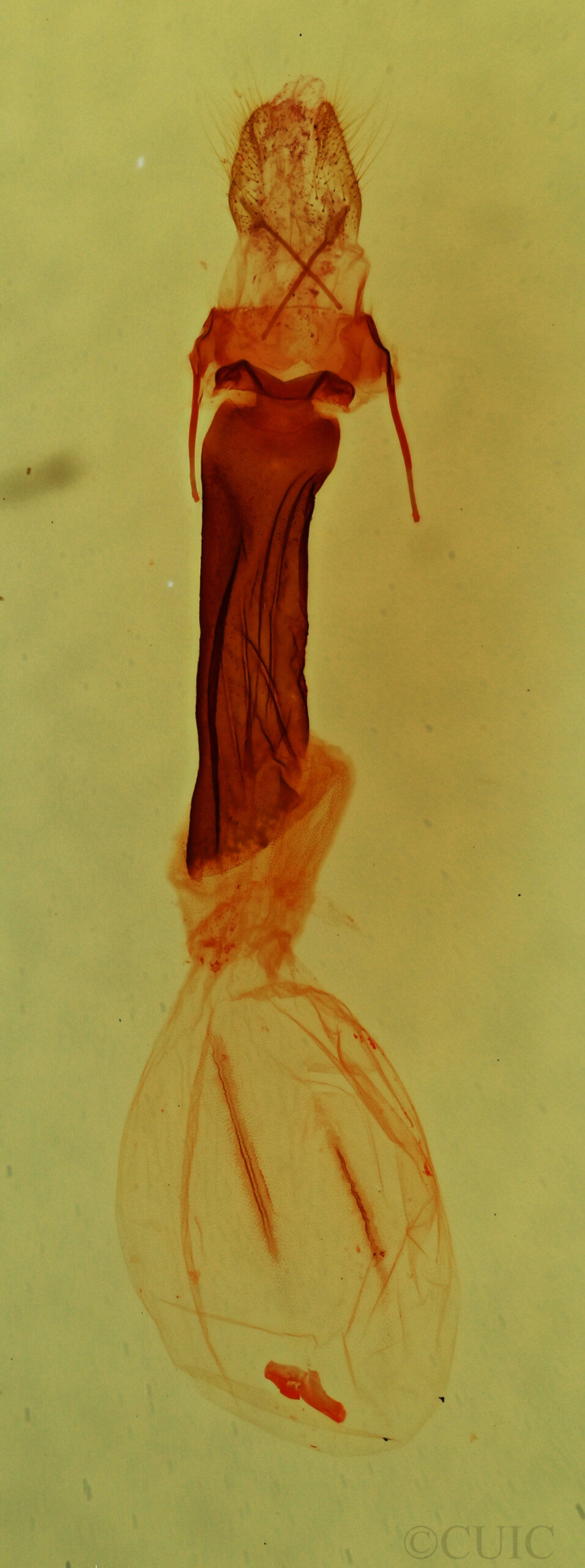 genitalia view of adult Bryolymnia semifascia