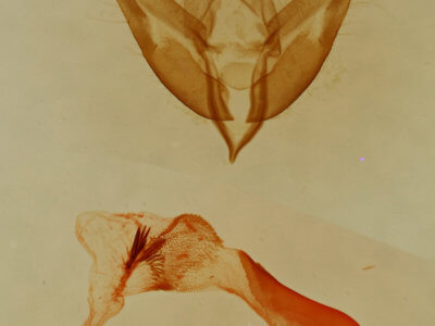 genitalia view of adult Emarginea combusta