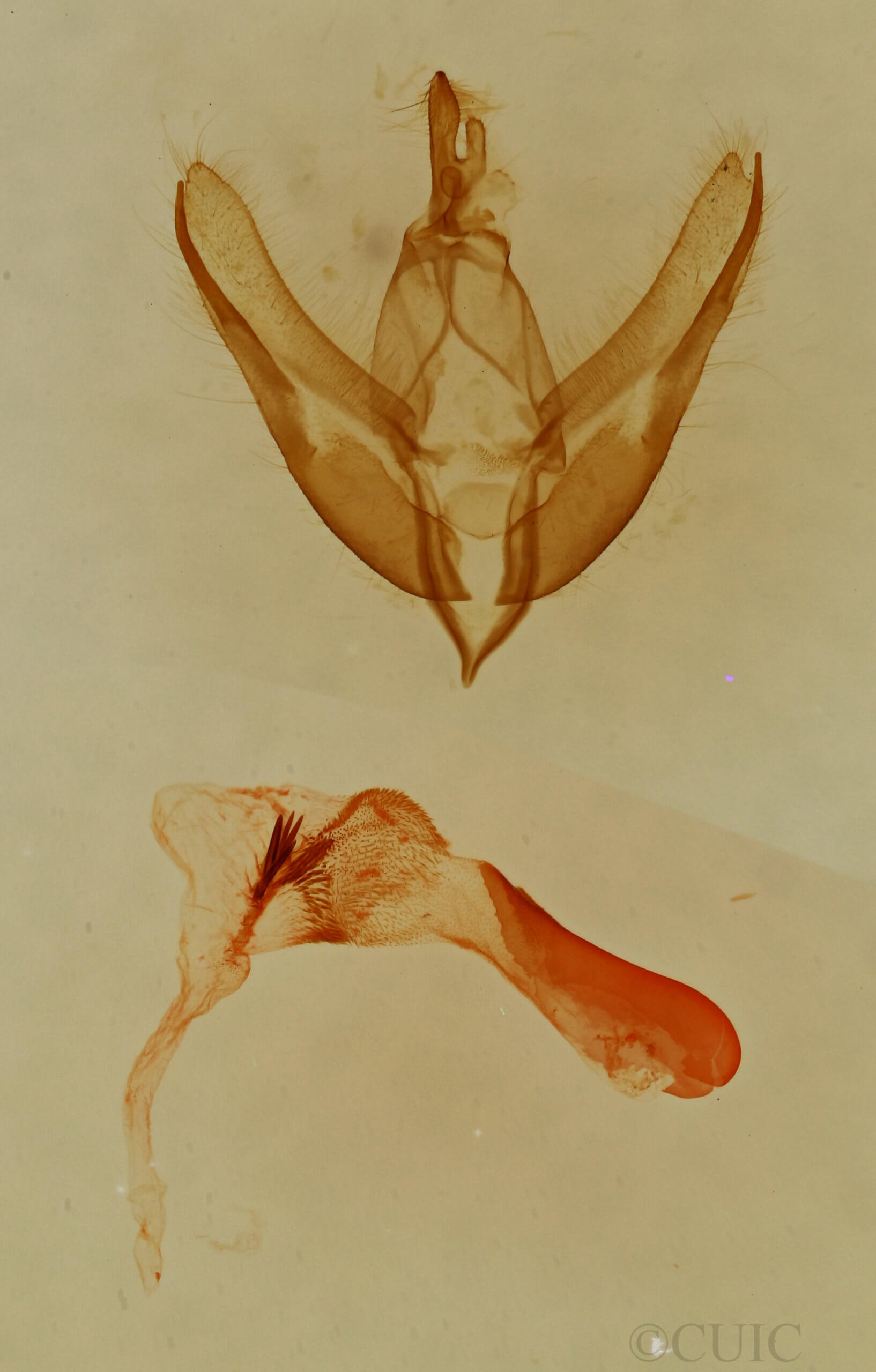 genitalia view of adult Emarginea combusta