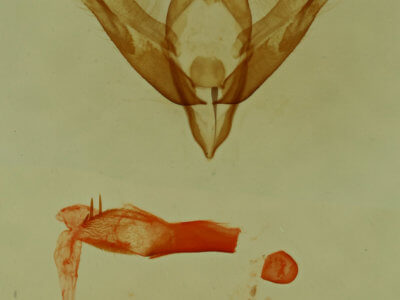 genitalia view of adult Emarginea gammophora