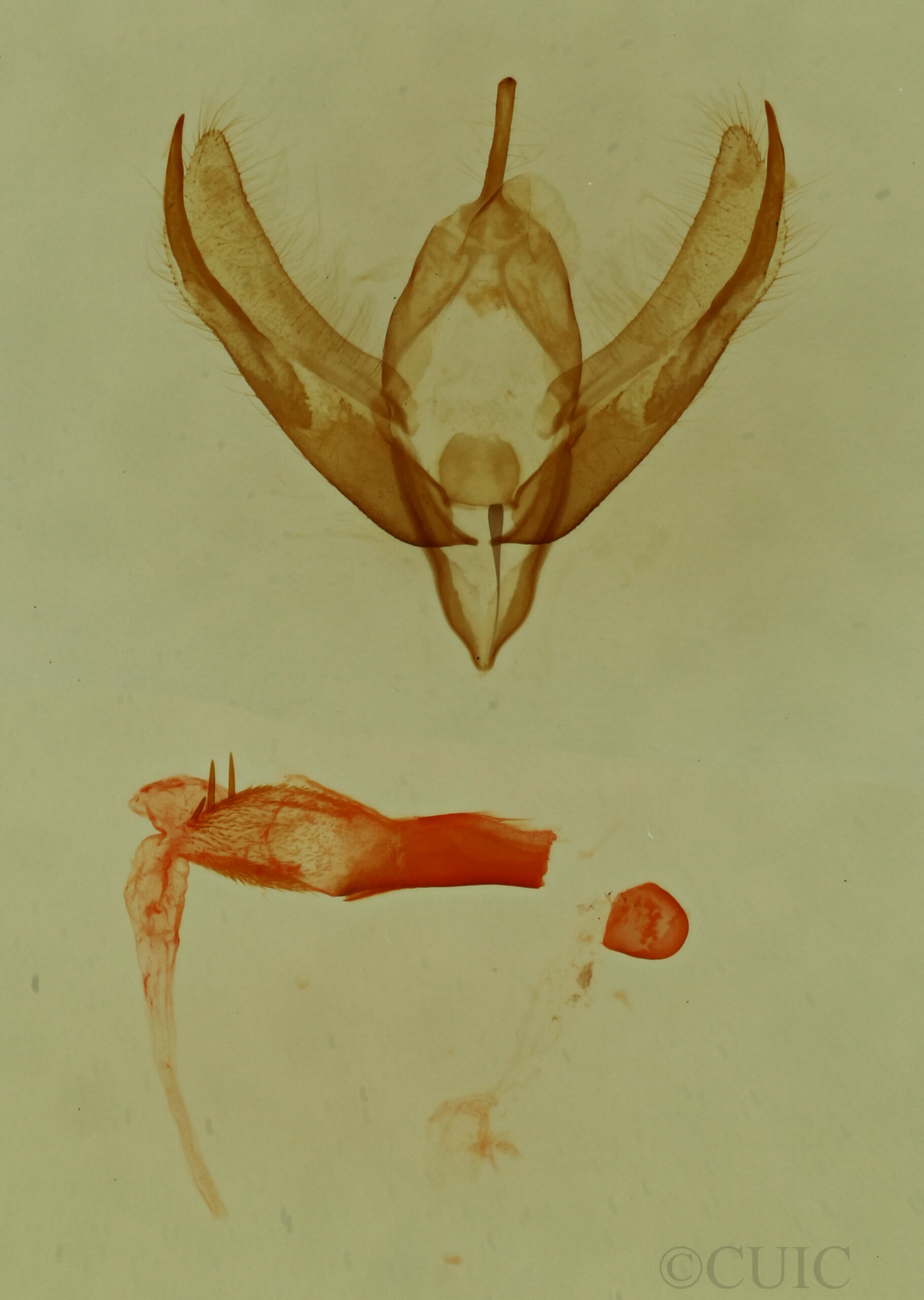 genitalia view of adult Emarginea gammophora