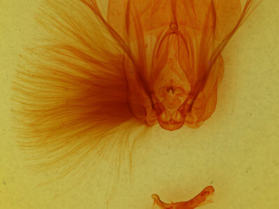 genitalia view of adult Encruphion