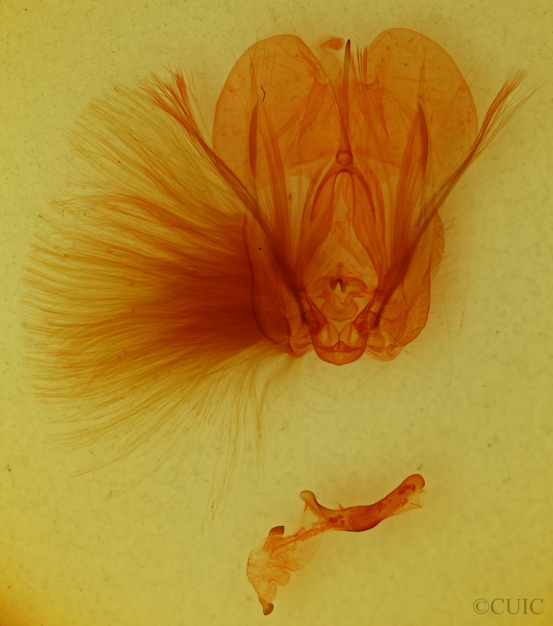 genitalia view of adult Encruphion