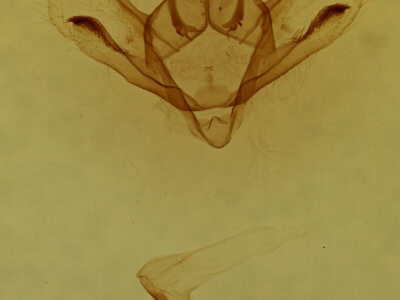 genitalia view of adult Epimecis hortaria