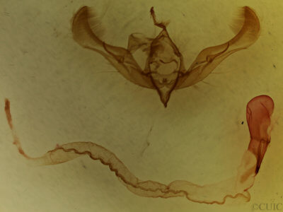 genitalia view of adult Anicla illapsa