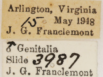 label view of adult Euchlaena amoenaria astylusaria