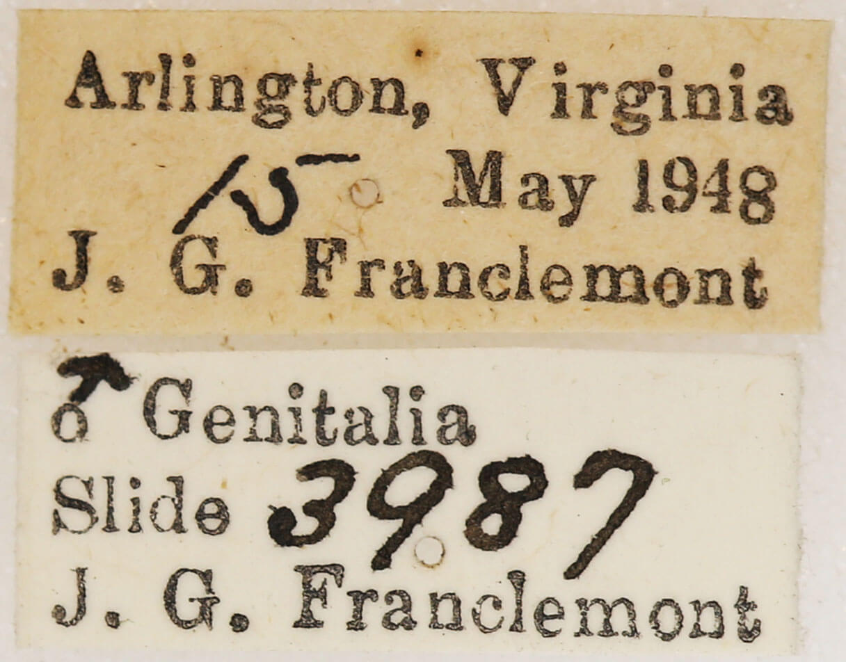 label view of adult Euchlaena amoenaria astylusaria