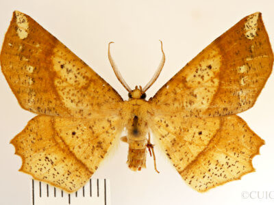 dorsal view of adult Euchlaena amoenaria astylusaria