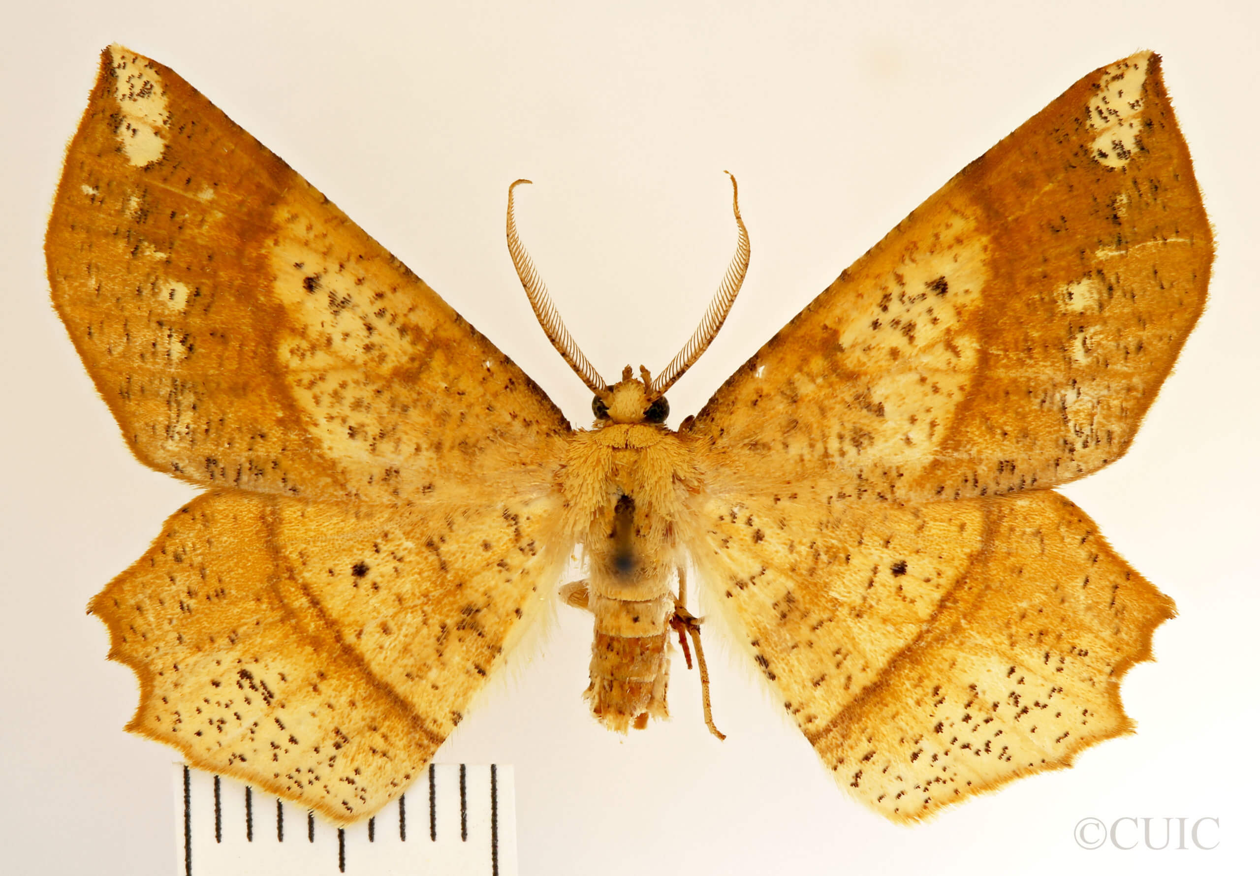 dorsal view of adult Euchlaena amoenaria astylusaria