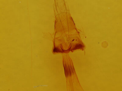 genitalia view of adult Euchlaena amoenaria astylusaria