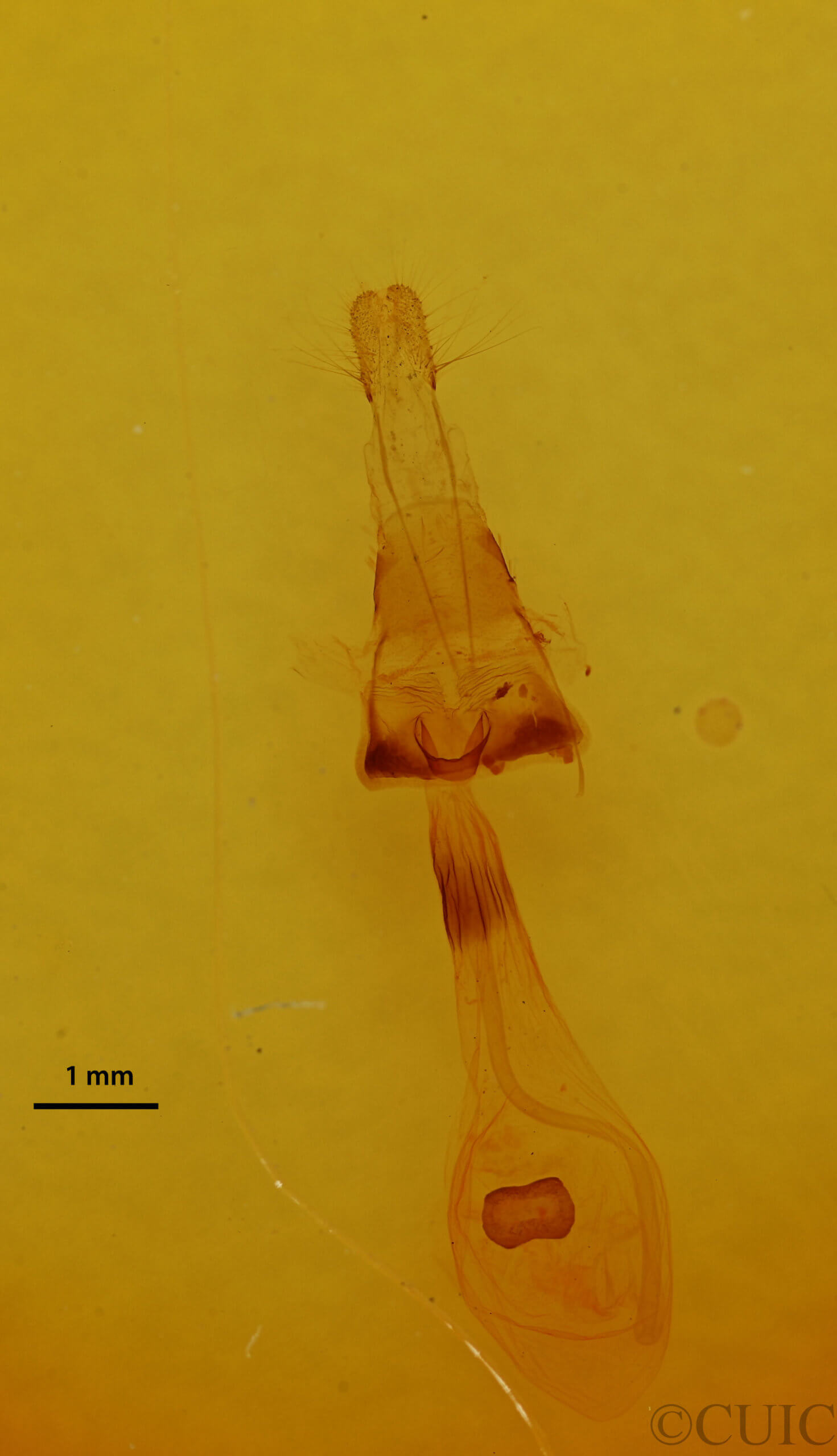 genitalia view of adult Euchlaena amoenaria astylusaria