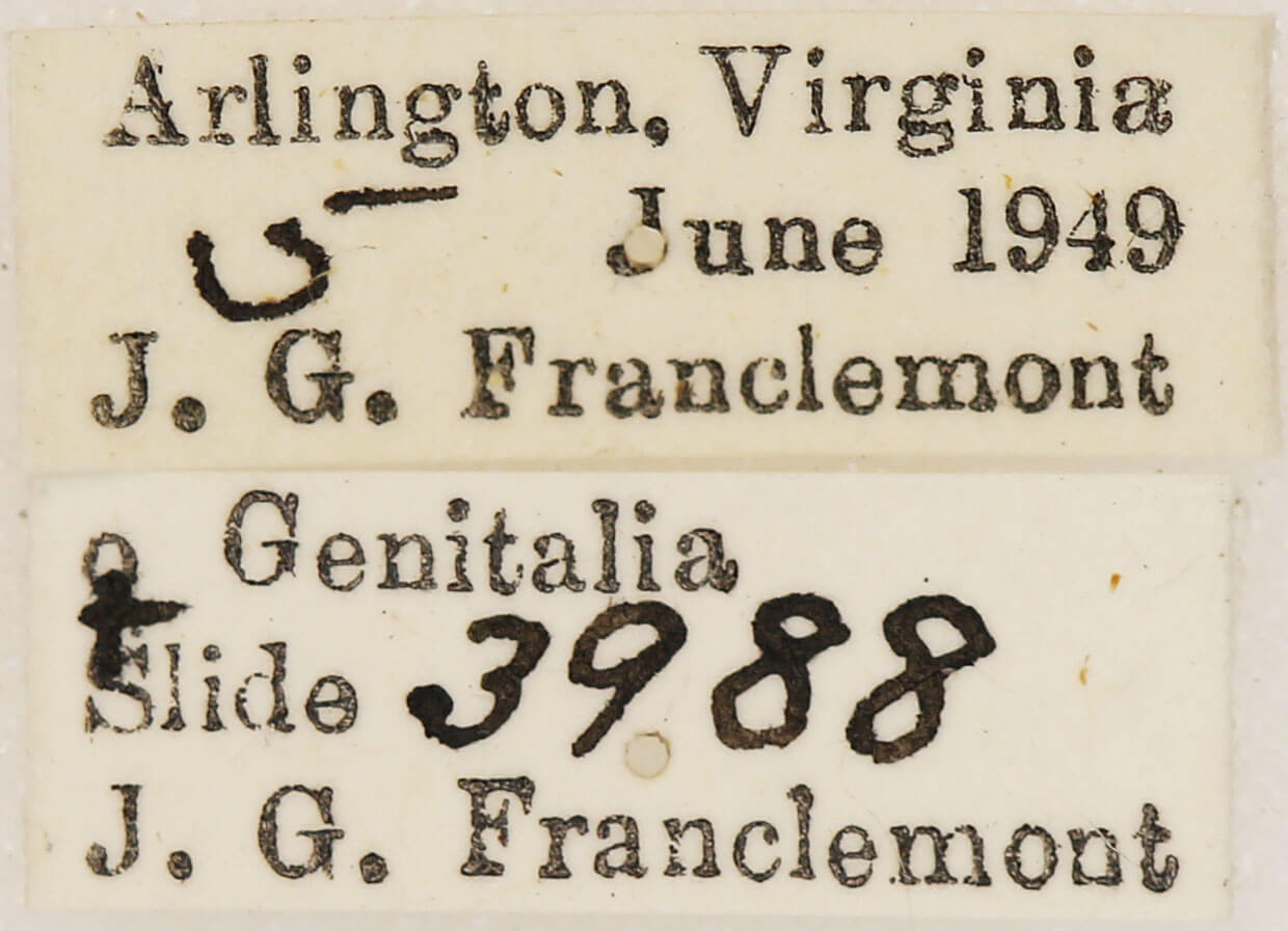 label view of adult Euchlaena amoenaria astylusaria