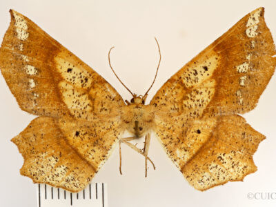 dorsal view of adult Euchlaena amoenaria astylusaria