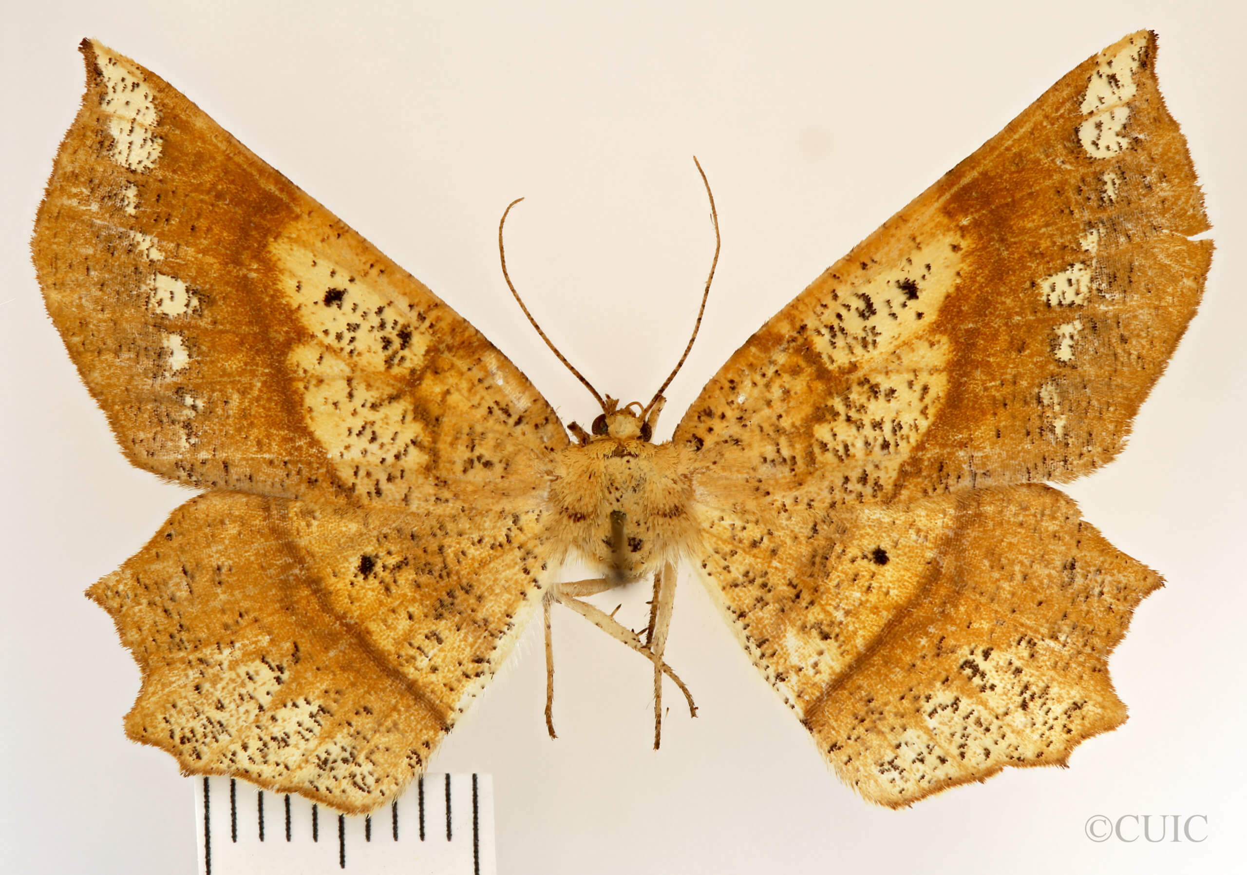 dorsal view of adult Euchlaena amoenaria astylusaria