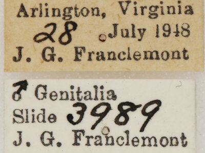 label view of adult Euchlaena amoenaria astylusaria