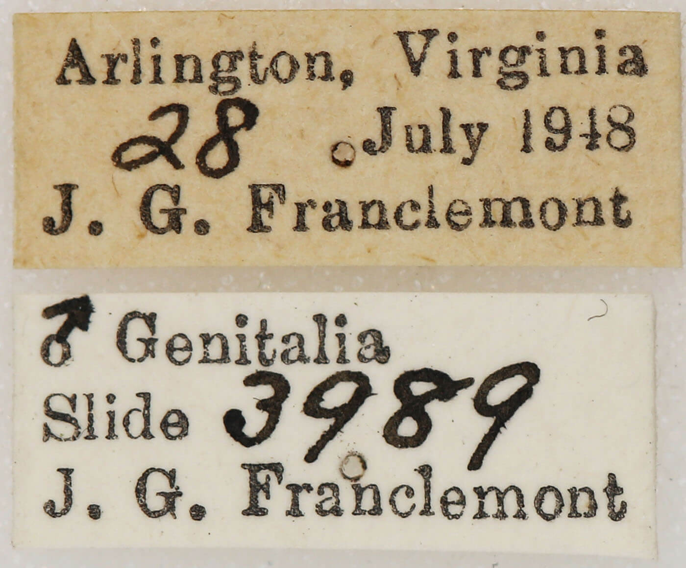 label view of adult Euchlaena amoenaria astylusaria