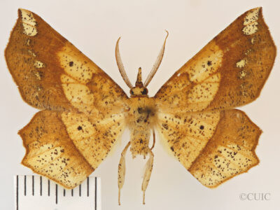 dorsal view of adult Euchlaena amoenaria astylusaria
