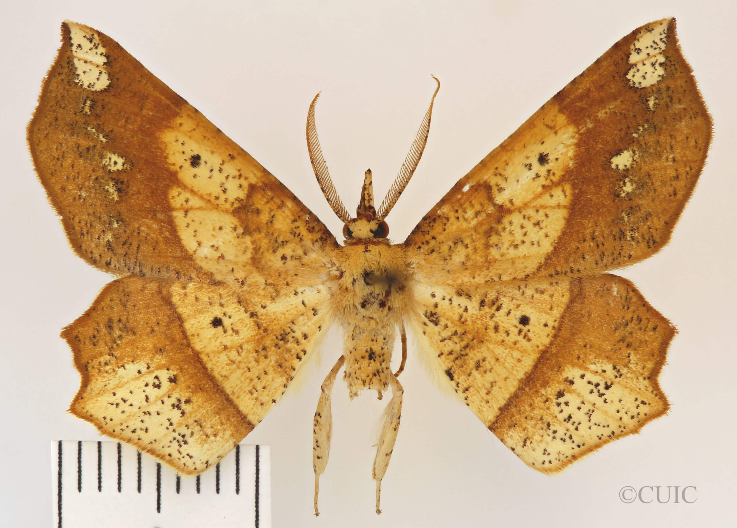 dorsal view of adult Euchlaena amoenaria astylusaria