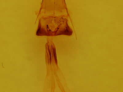 genitalia view of adult Euchlaena amoenaria astylusaria
