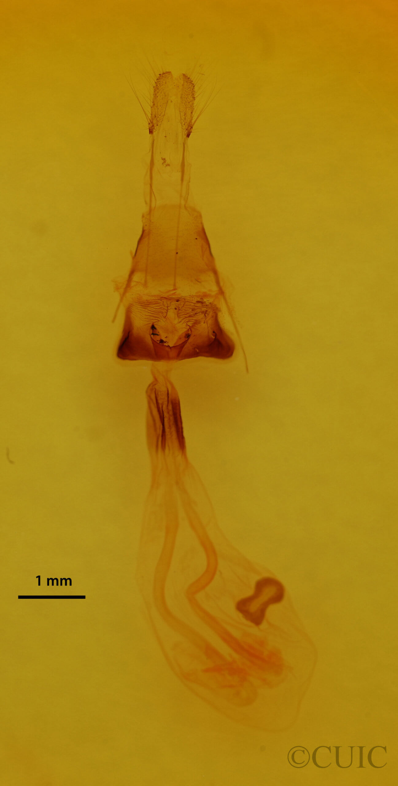 genitalia view of adult Euchlaena amoenaria astylusaria