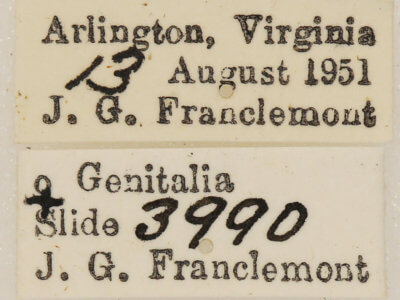 label view of adult Euchlaena amoenaria astylusaria