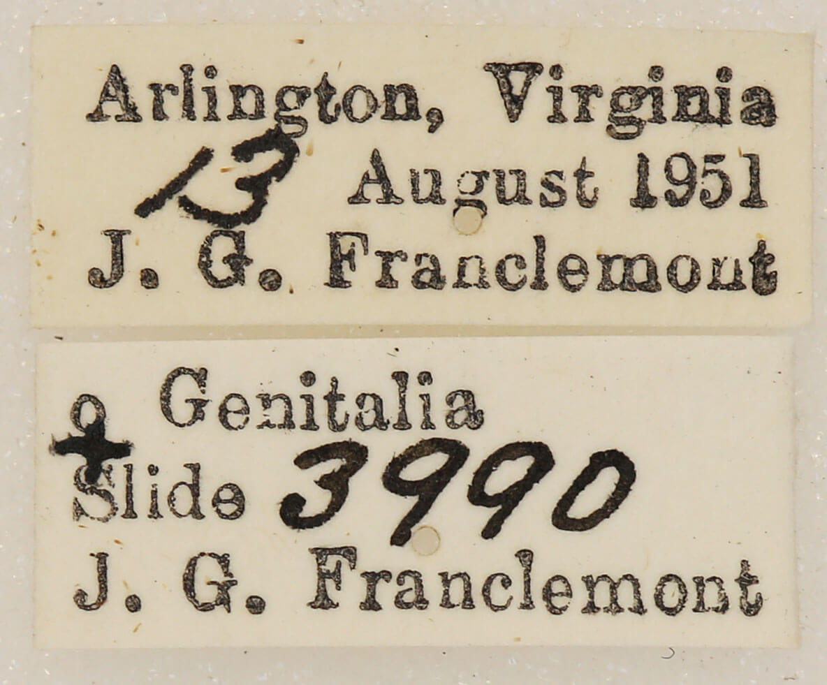 label view of adult Euchlaena amoenaria astylusaria