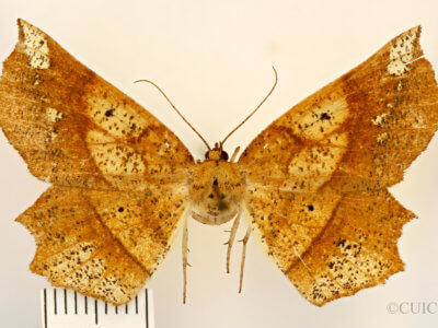 dorsal view of adult Euchlaena amoenaria astylusaria
