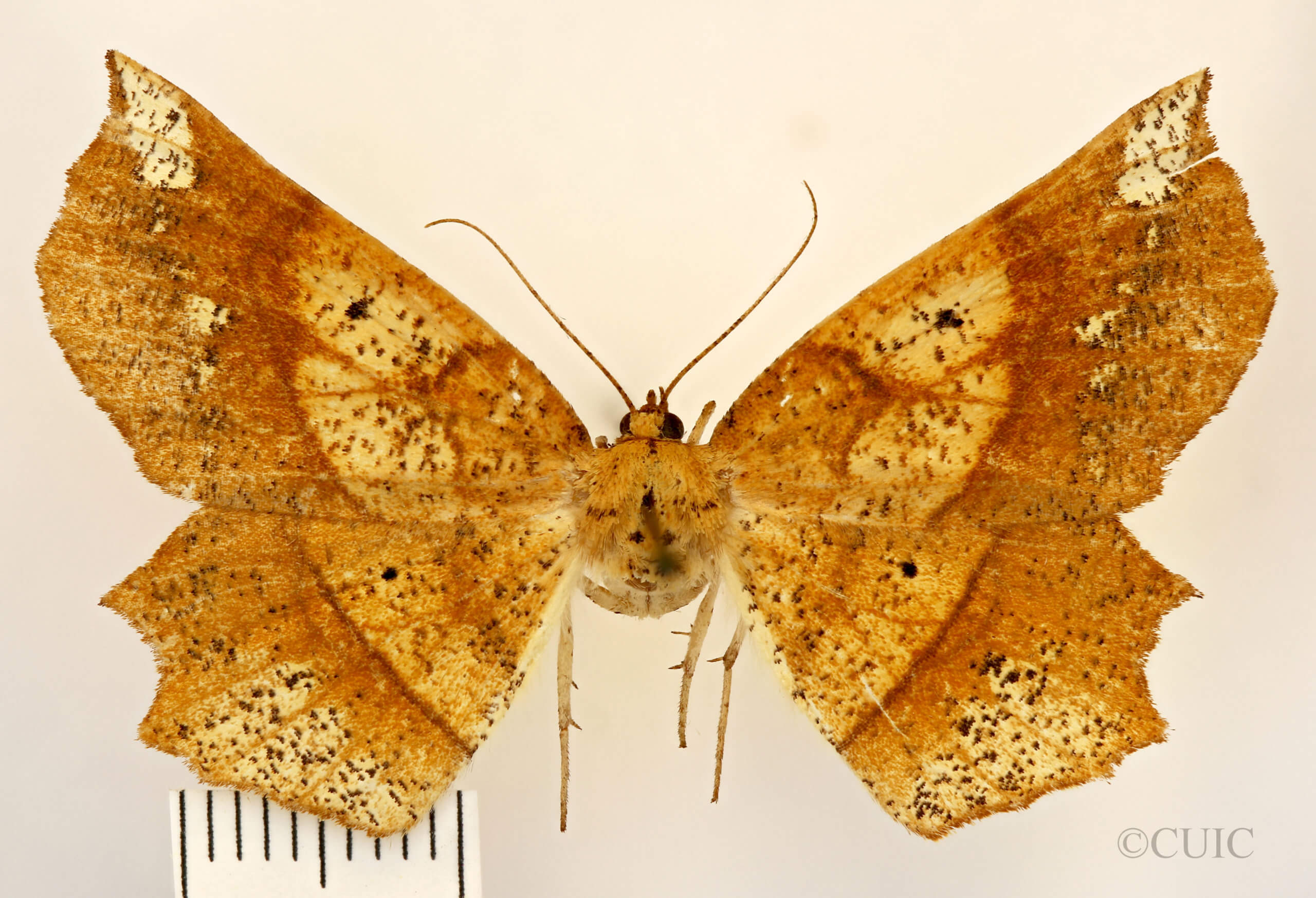 dorsal view of adult Euchlaena amoenaria astylusaria