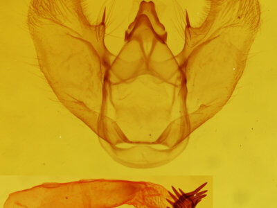 genitalia view of adult Euchlaena amoenaria astylusaria