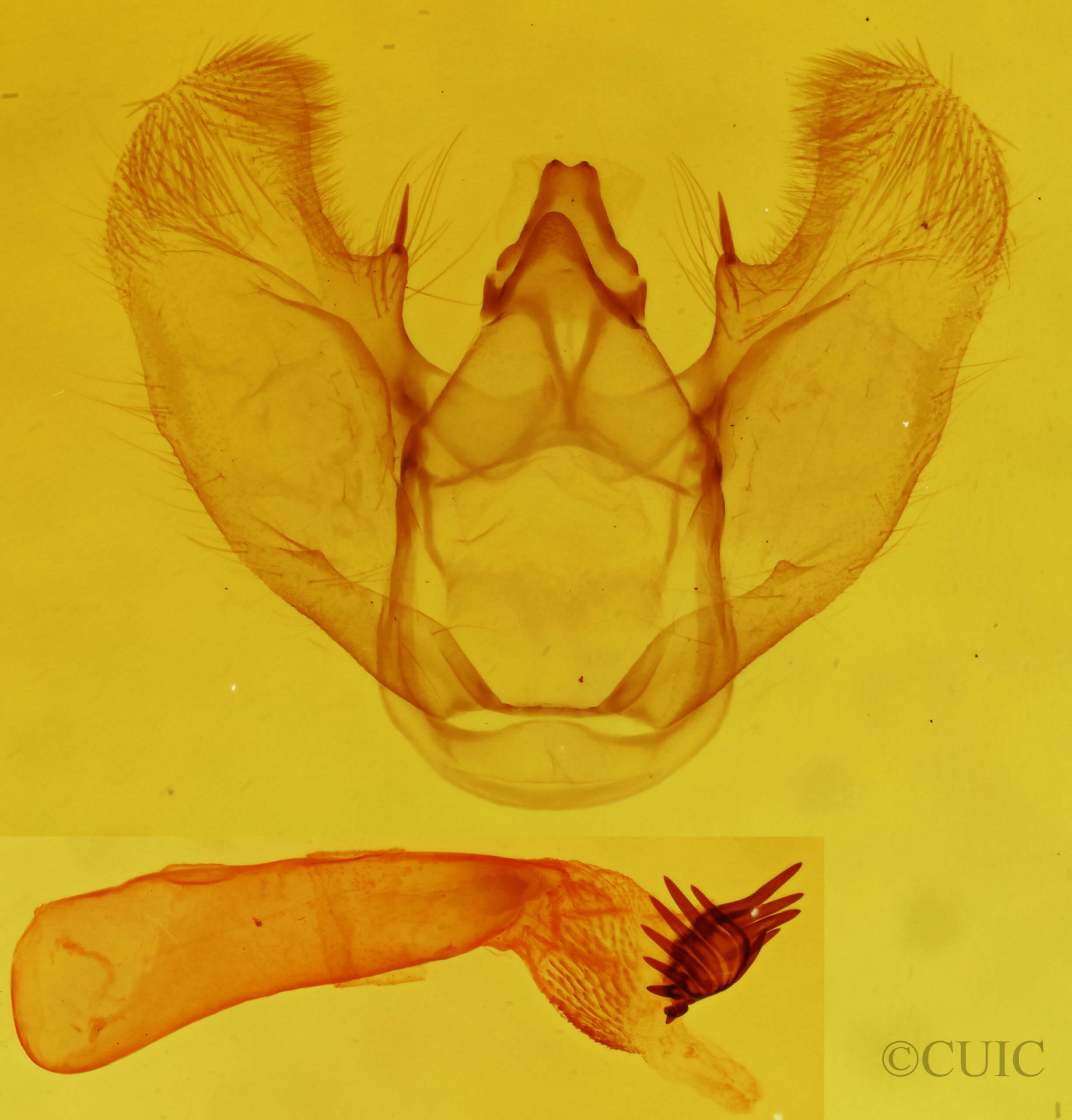 genitalia view of adult Euchlaena amoenaria astylusaria
