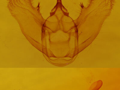 genitalia view of adult Euchlaena effecta