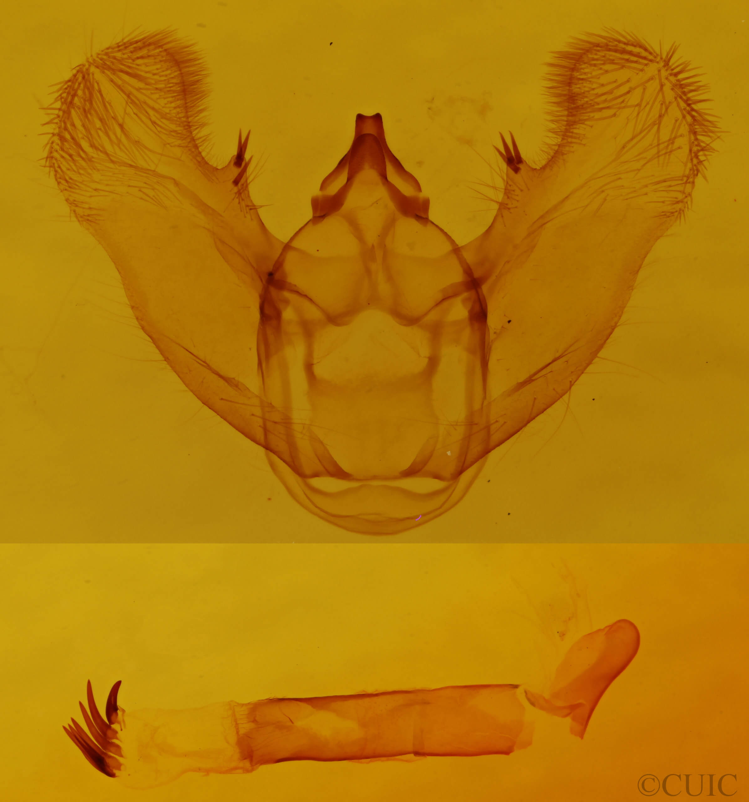 genitalia view of adult Euchlaena effecta