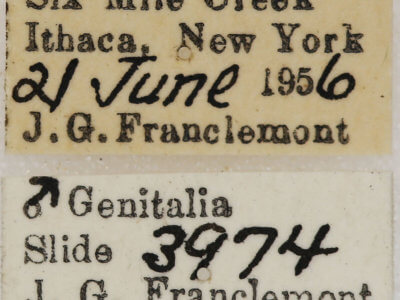 label view of adult Euchlaena effecta