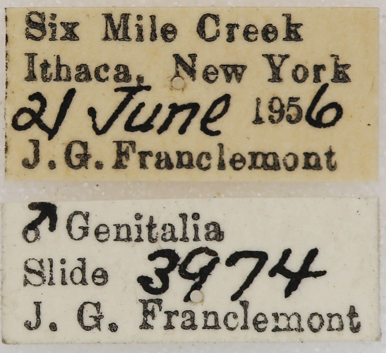 label view of adult Euchlaena effecta