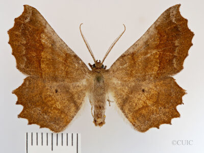 dorsal view of adult Euchlaena effecta