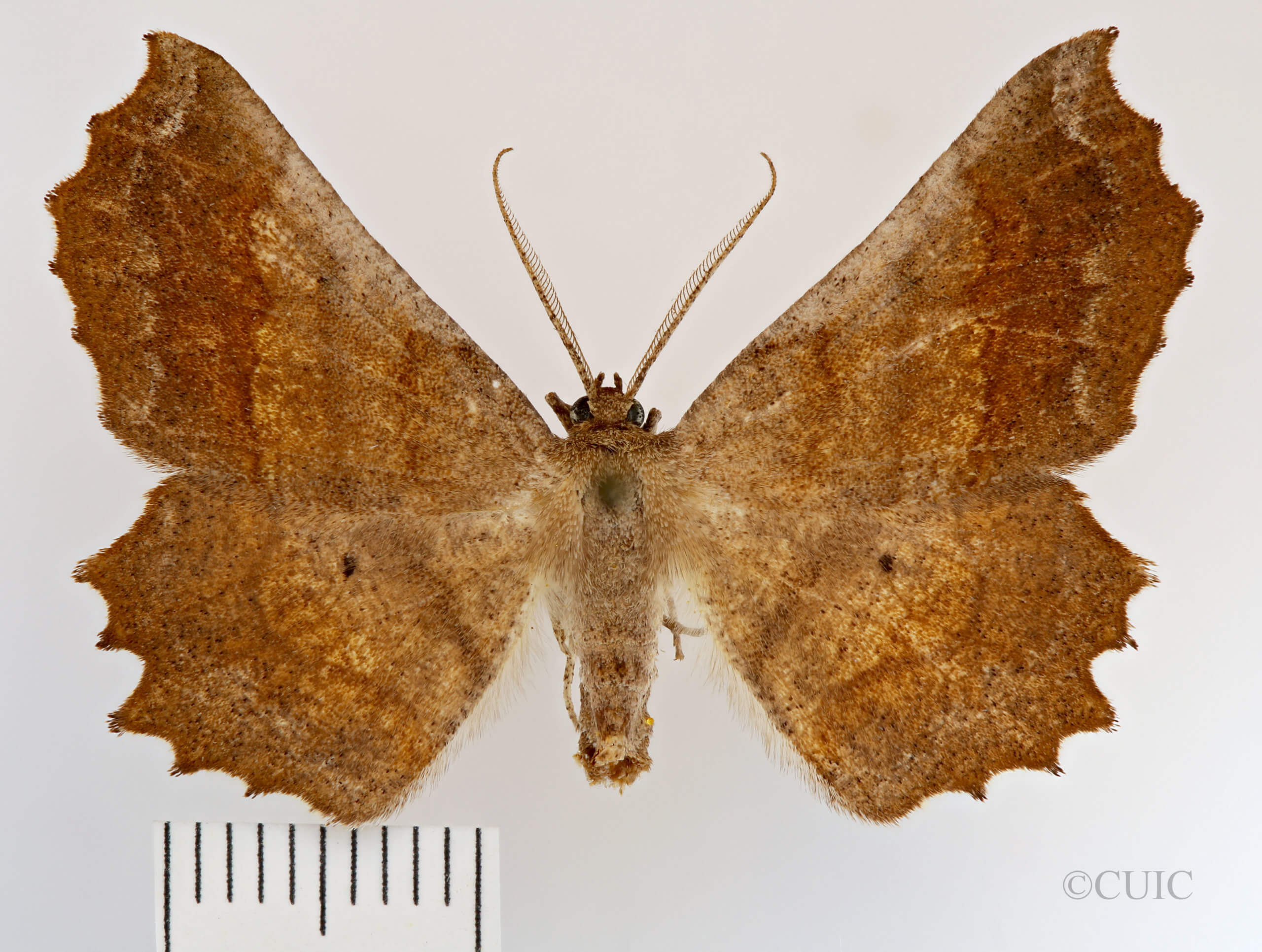 dorsal view of adult Euchlaena effecta