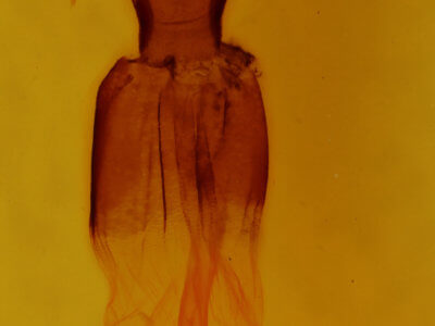 genitalia view of adult Euchlaena effecta