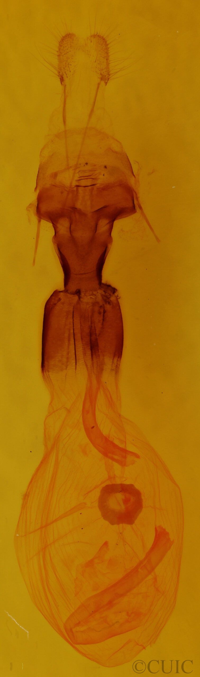 genitalia view of adult Euchlaena effecta