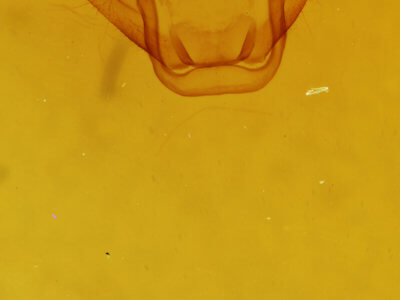 genitalia view of adult Euchlaena irraria