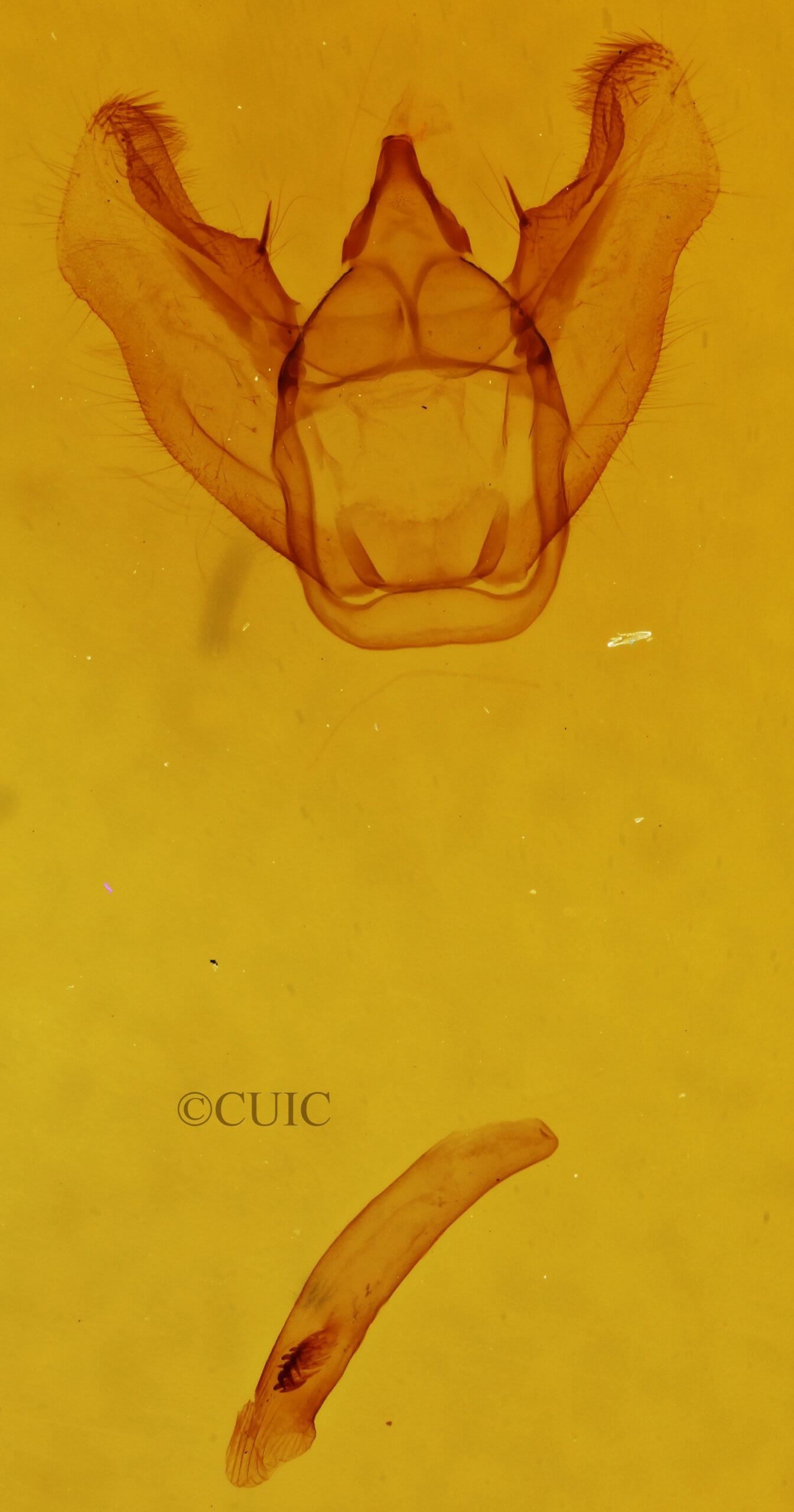 genitalia view of adult Euchlaena irraria