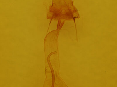 genitalia view of adult Euchlaena irraria