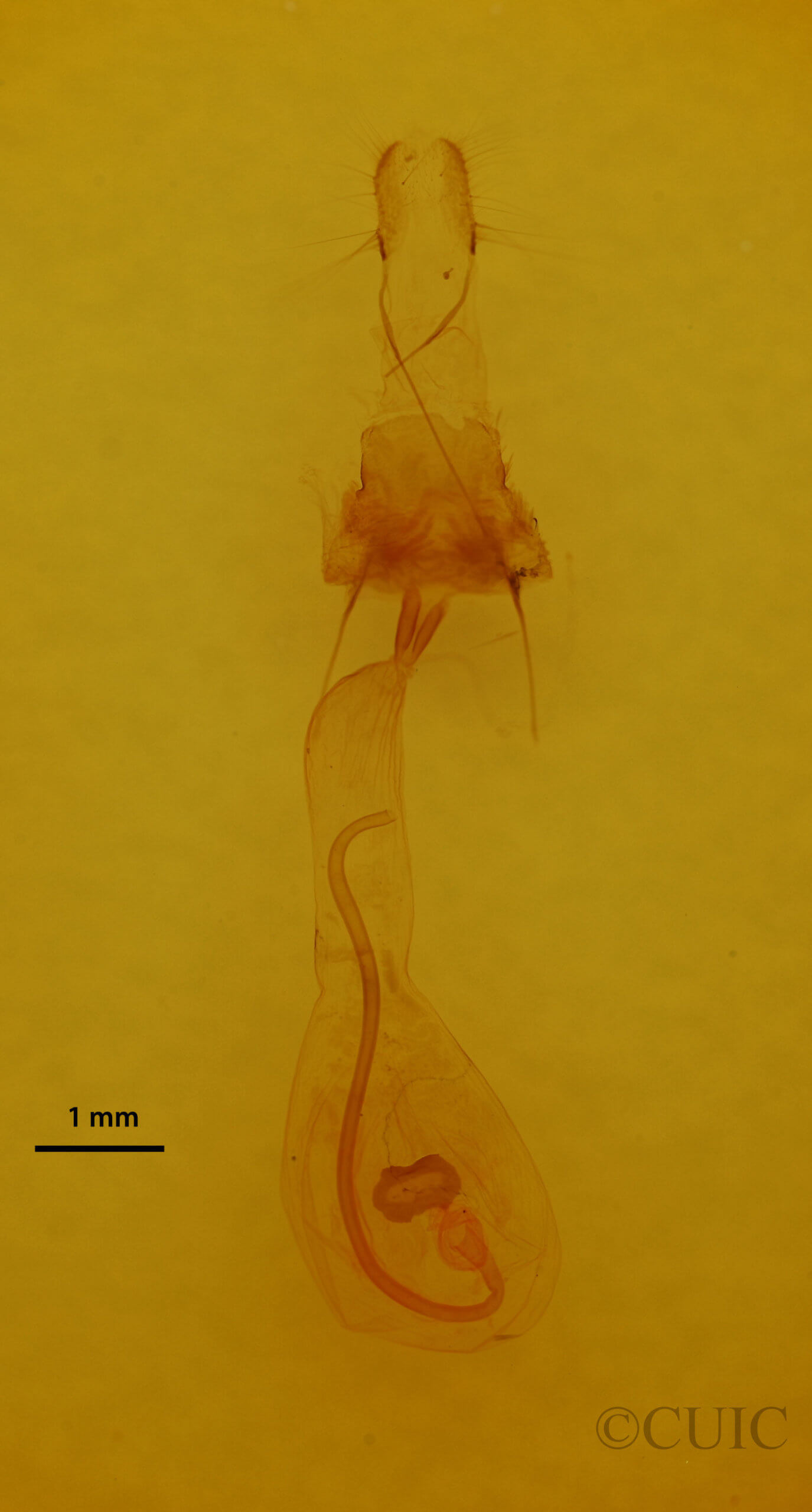 genitalia view of adult Euchlaena irraria