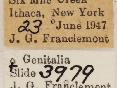 label view of adult Euchlaena irraria