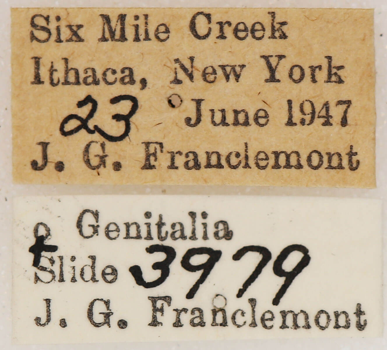 label view of adult Euchlaena irraria